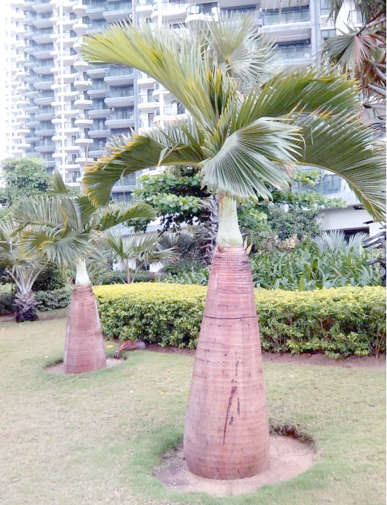 酒瓶椰子树的树干呈现出深浅不一的颜色,这一特点使其在众多植物中独