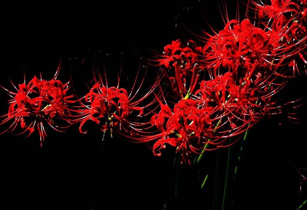 第五人格:宿伞之魂纪念日信解读,杀死他们的不是大雨,是世道