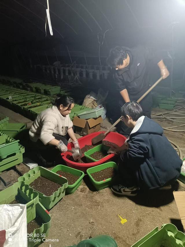 浇水就能长！平湖博士团队让盆栽蔬菜走进城市家庭 - 图2