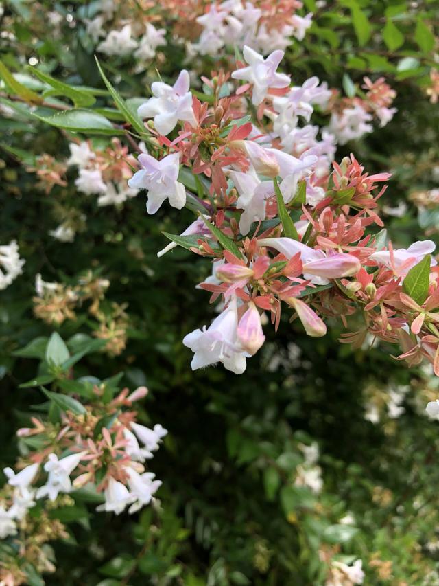 美国园艺新品种:糯米条"中国玫瑰"(chinensischina rose)