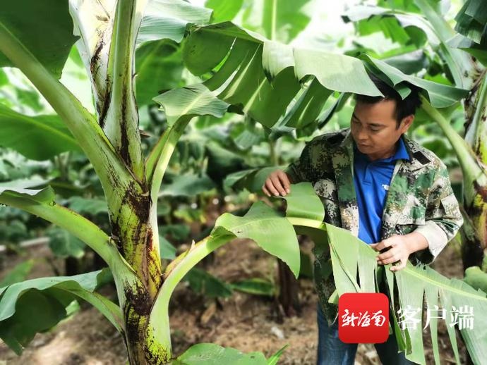 感动昌江|吴荣兴:从贫困户到香蕉种植大户 带动农户一起鼓腰包