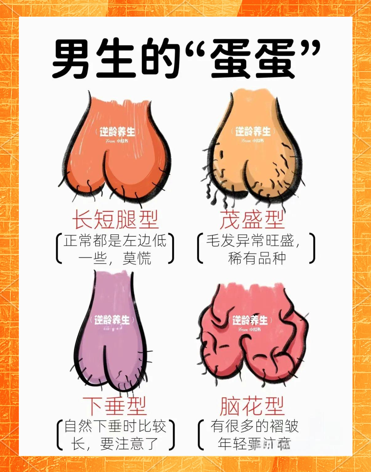 男性睾丸的多样形状与养护方法