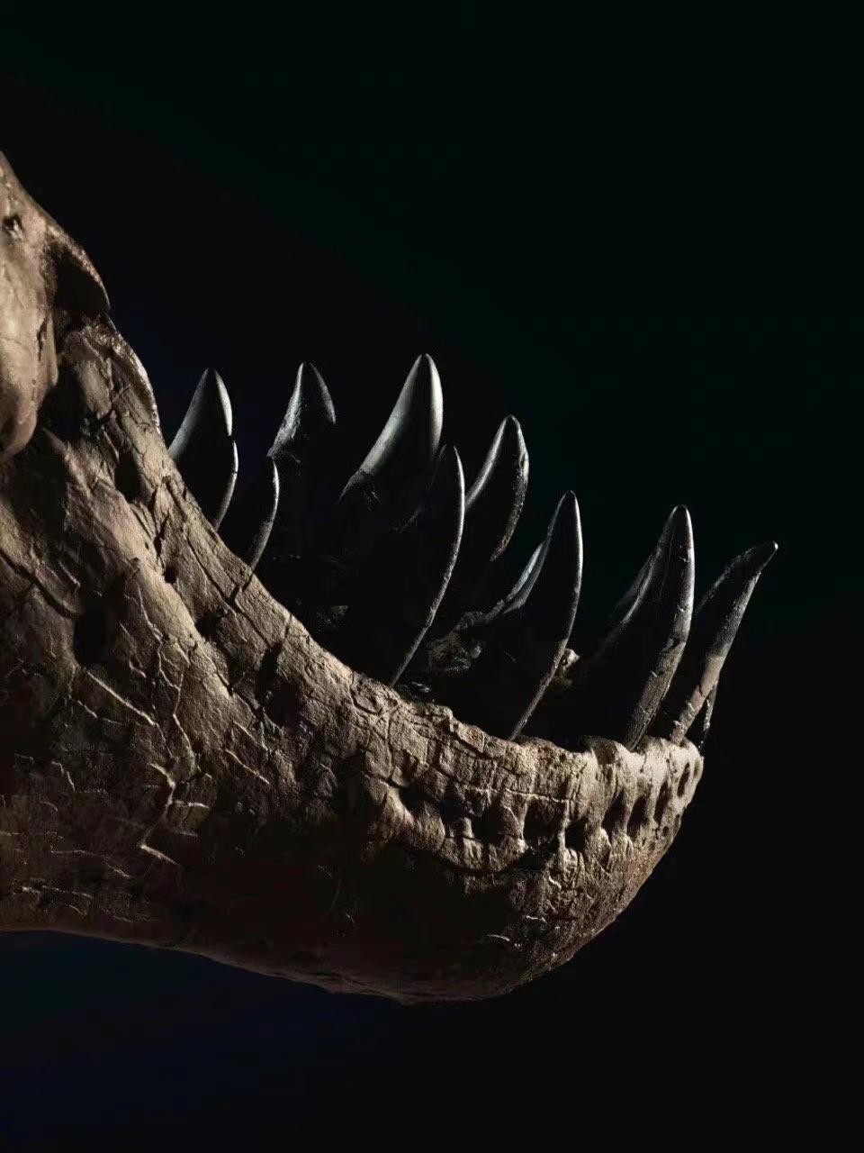 史前霸主,雷克斯暴龙