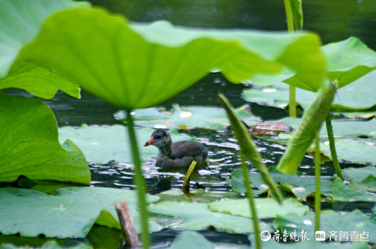 情报站|荷塘趣事!济南泉城公园荷叶下小鸭子戏水,享受夏日清幽