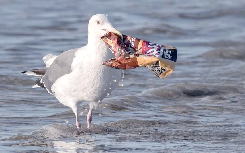 众多拯救鸟类的简单行动