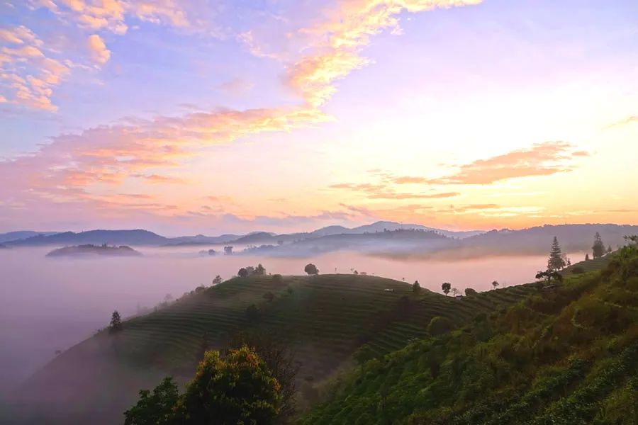 "颜"普洱丨秋日 普洱的茶山美景如画