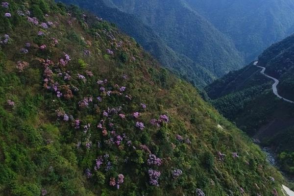 双牌阳明山杜鹃花图片