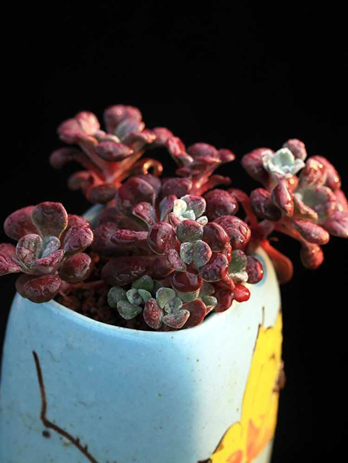 不容错过的浓颜系多肉,简介珊瑚珠,法瑞诺莎,花月夜,红霜