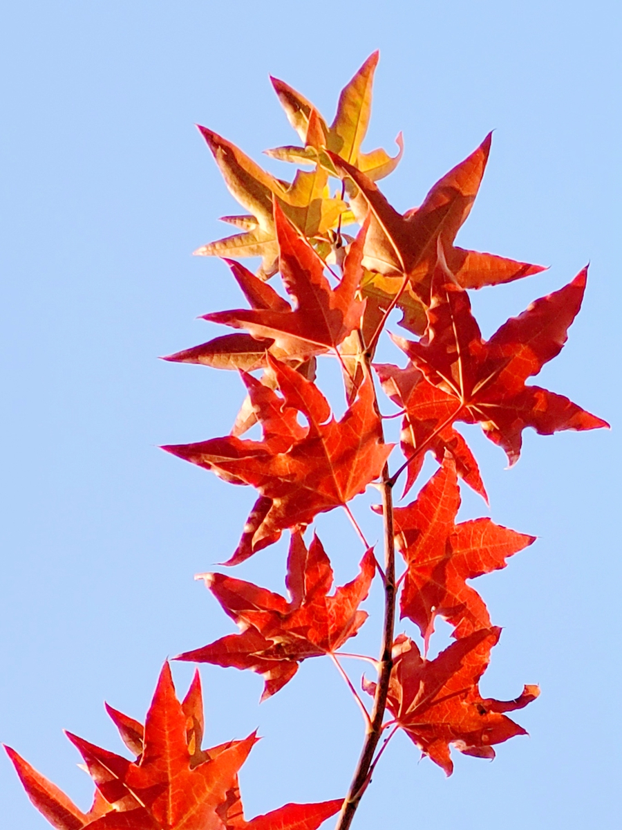 红叶枫(疯)了的时候,再诵古人咏枫诗词名句20联