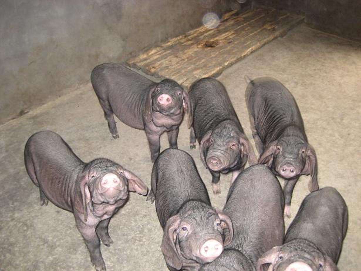 母猪- 热门商品专区