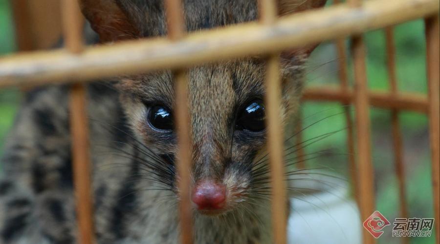 「高清组图」云南江城:放归国家二级保护动物斑林狸
