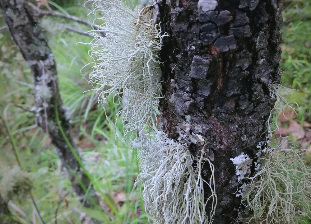 云南深山老林里的美味"树花"野生菌