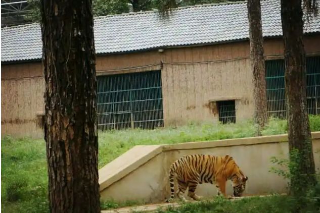 武漢景點推薦,武漢九峰森林動物園 低音號語音導遊