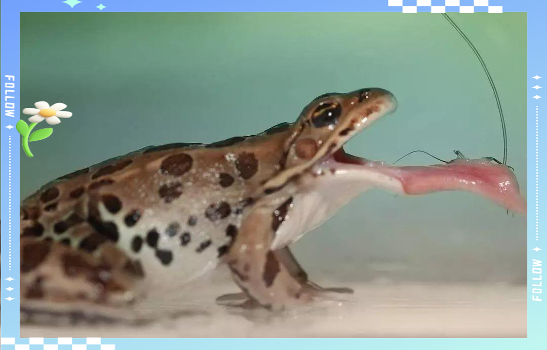 青蛙的舌头为什么比身体还长