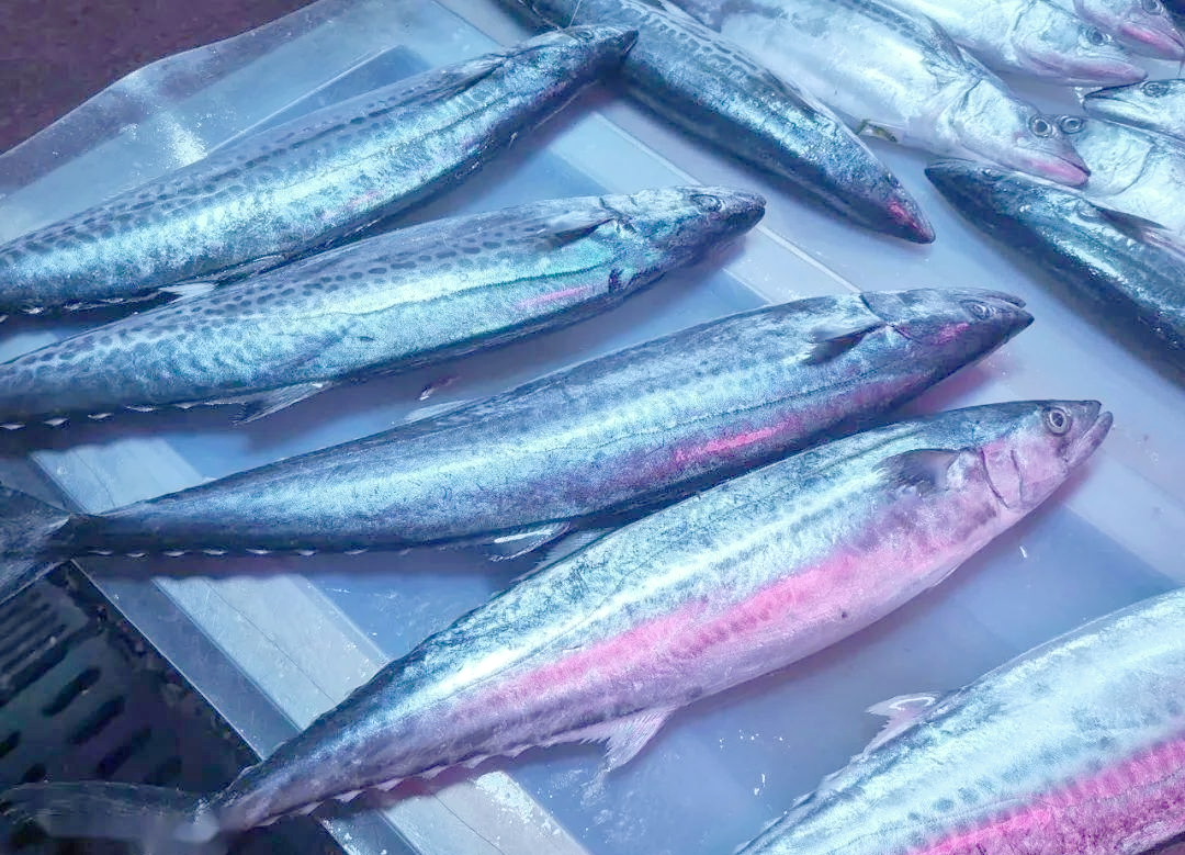 马鲛鱼:一种美味且营养丰富的鱼类