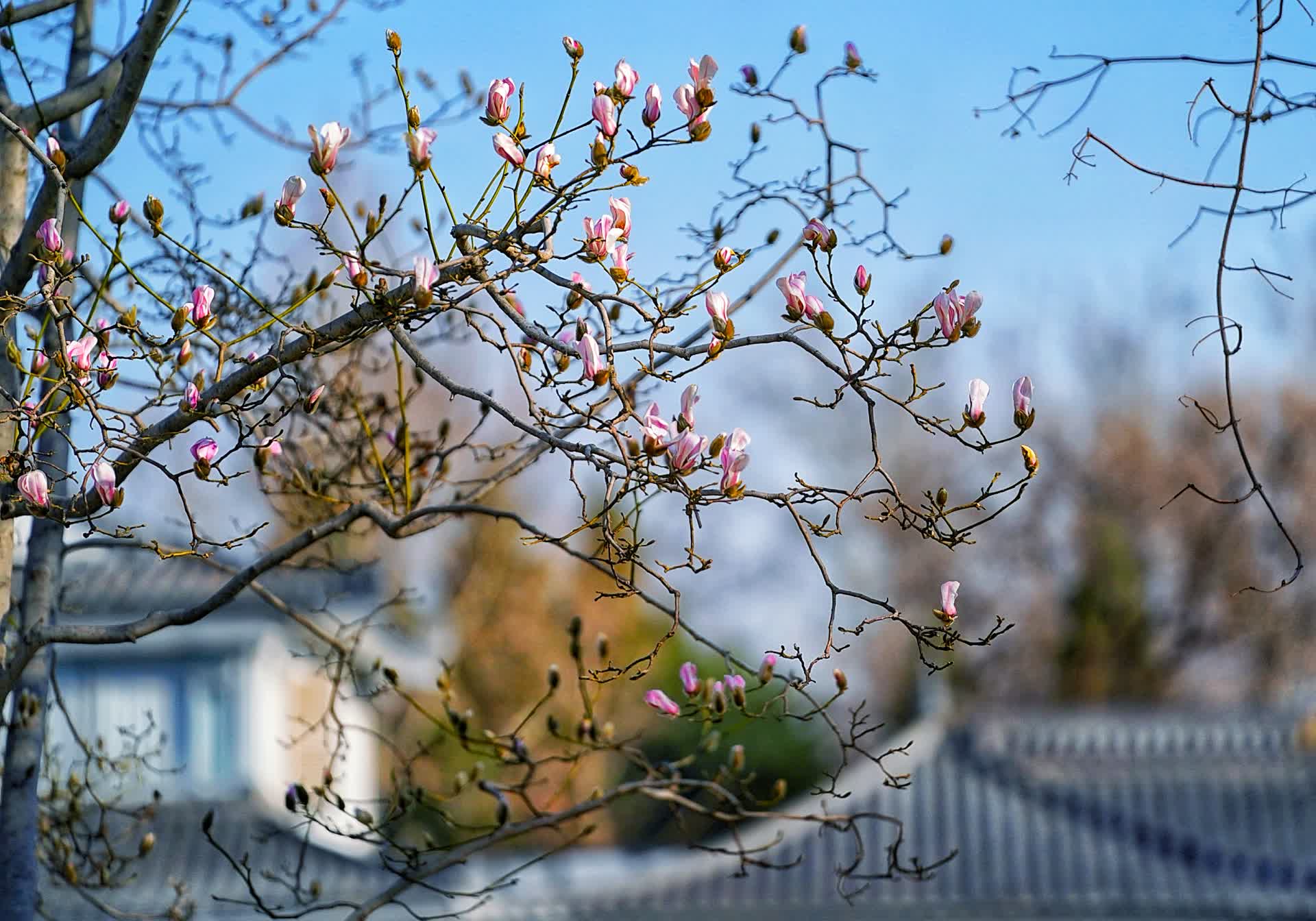 北京国际雕塑公园玉兰花开,本月下旬将迎盛花期