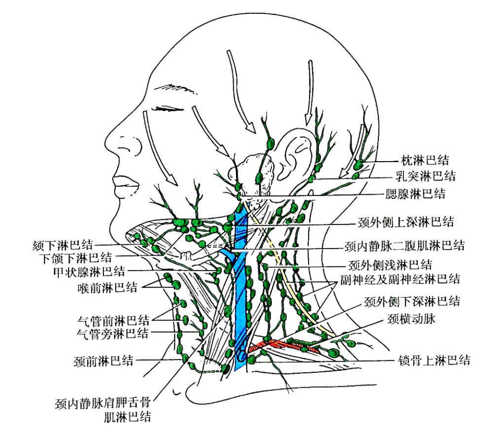 颈部淋巴结的解剖与功能详解