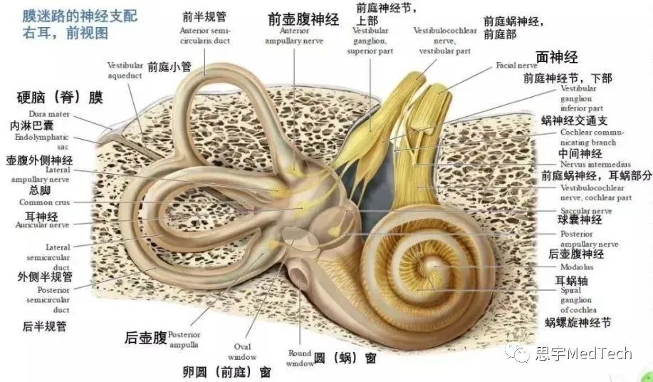 小鼠耳蜗解剖结构图片