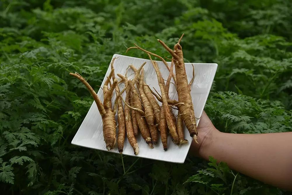 张仲景调理膝盖关节炎验方,帮你逼出体内寒湿,请你欣赏!