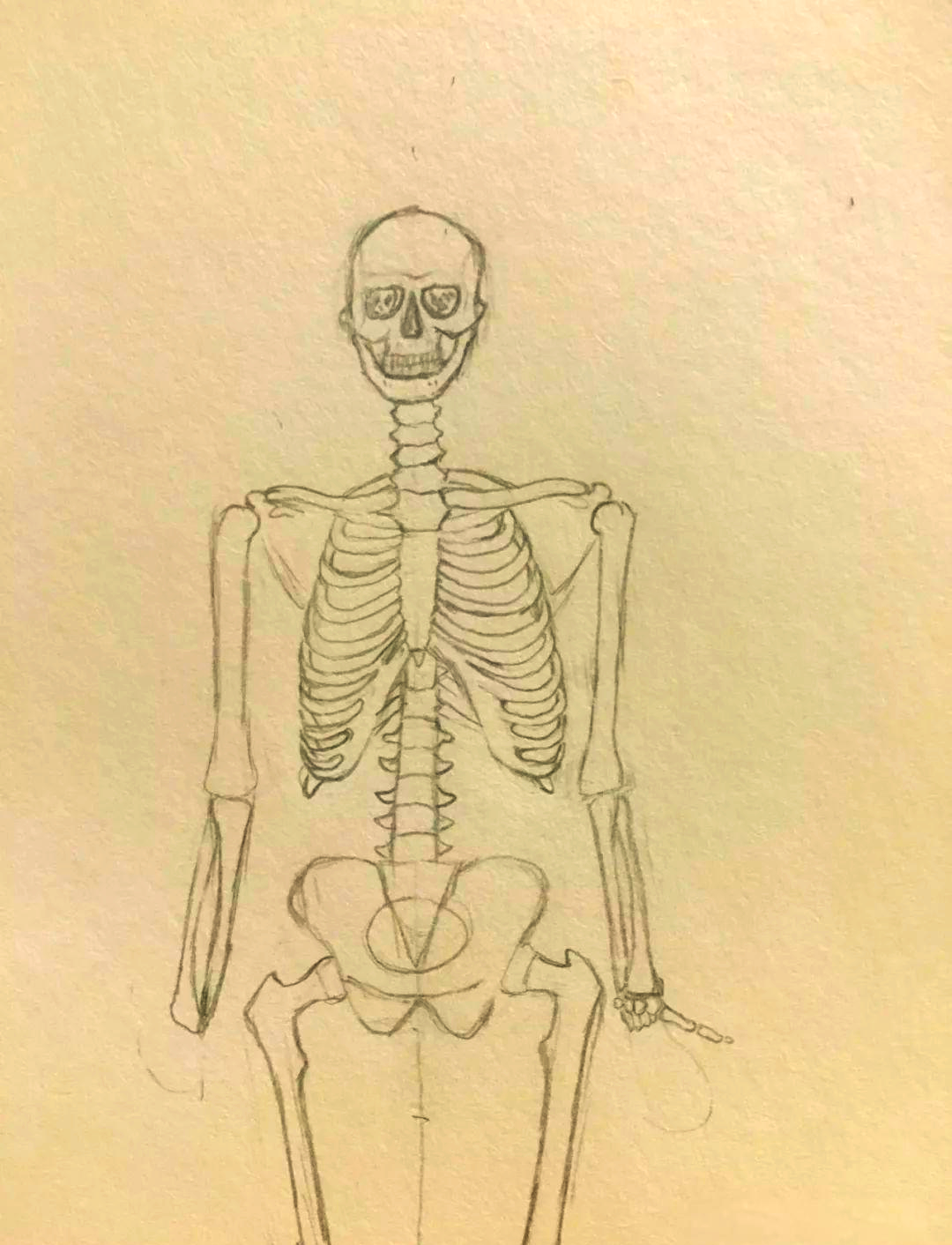 为什么画人体骨架难?解剖与透视你了解多少