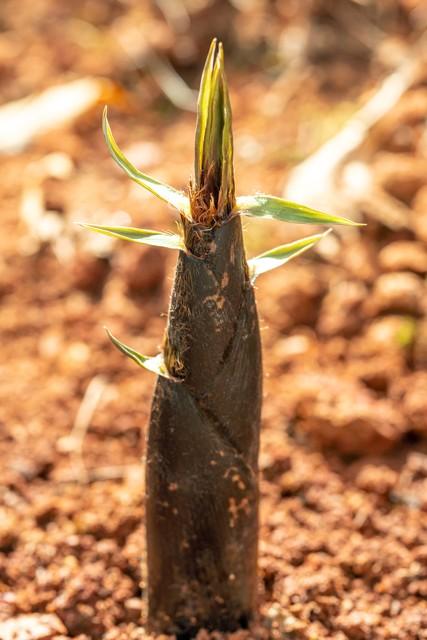 纨扇圆絜,银烛炜煌.昼眠夕寐,蓝笋象床
