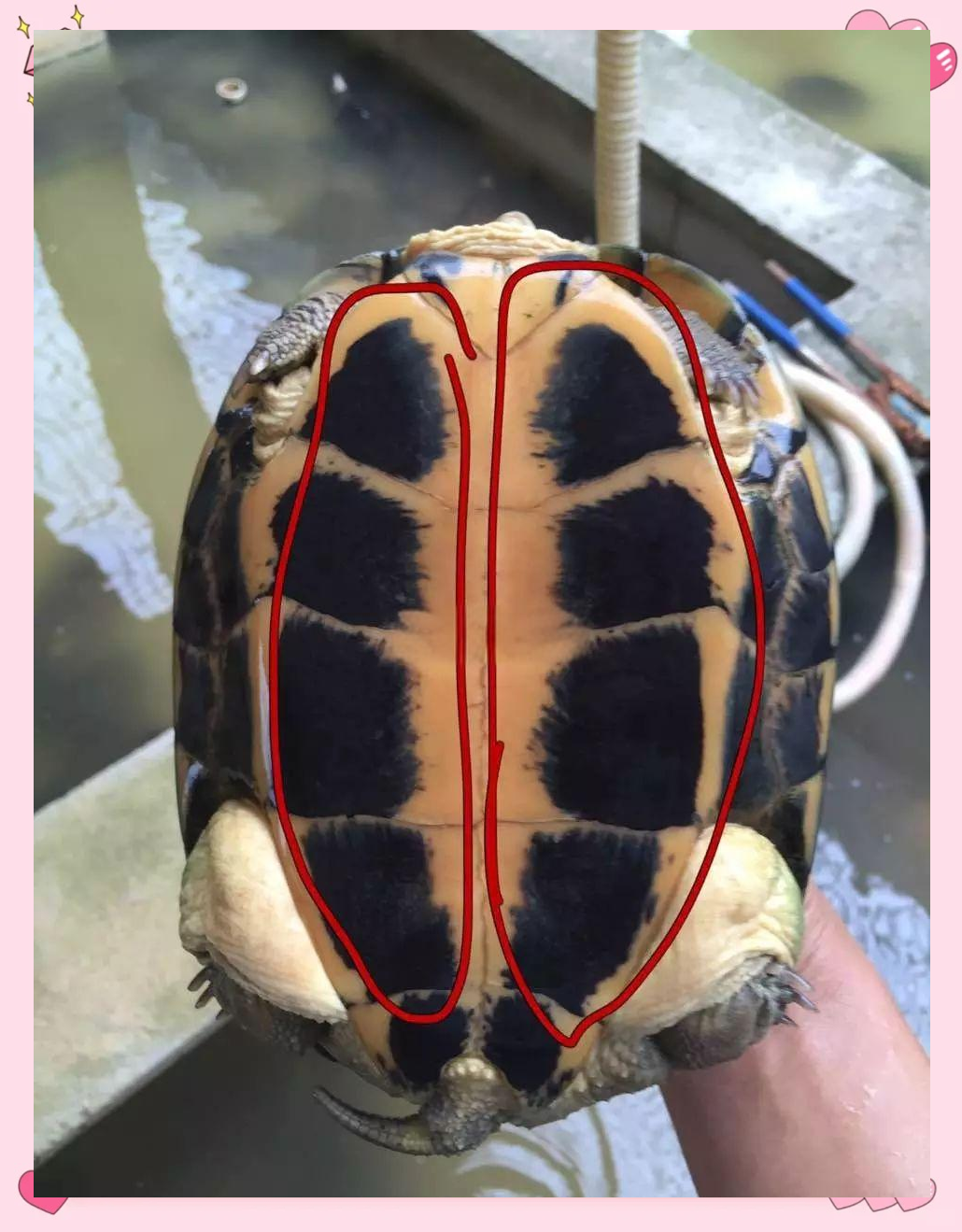 如何区分南北石龟?掌握这些技巧,轻松成为区分行家!