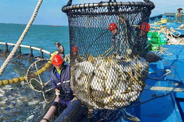 此海鱼可人工养殖,生长速度快,4个月上市,市场价格十几元一斤