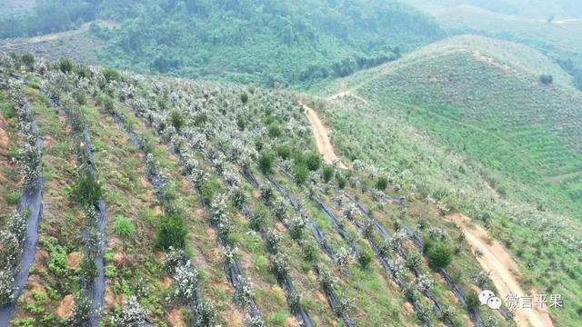 广西平果:油茶花开长势好 濑江上下产业旺