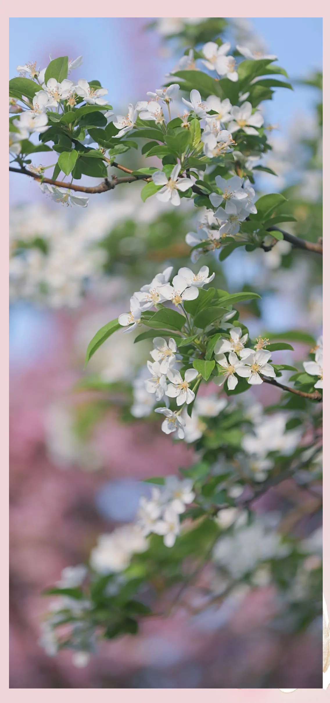 春季赏花攻略:茶海棠与现代海棠的白色世界