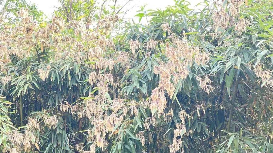 小院刚竹咋开了花