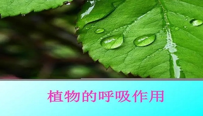 植物呼吸作用