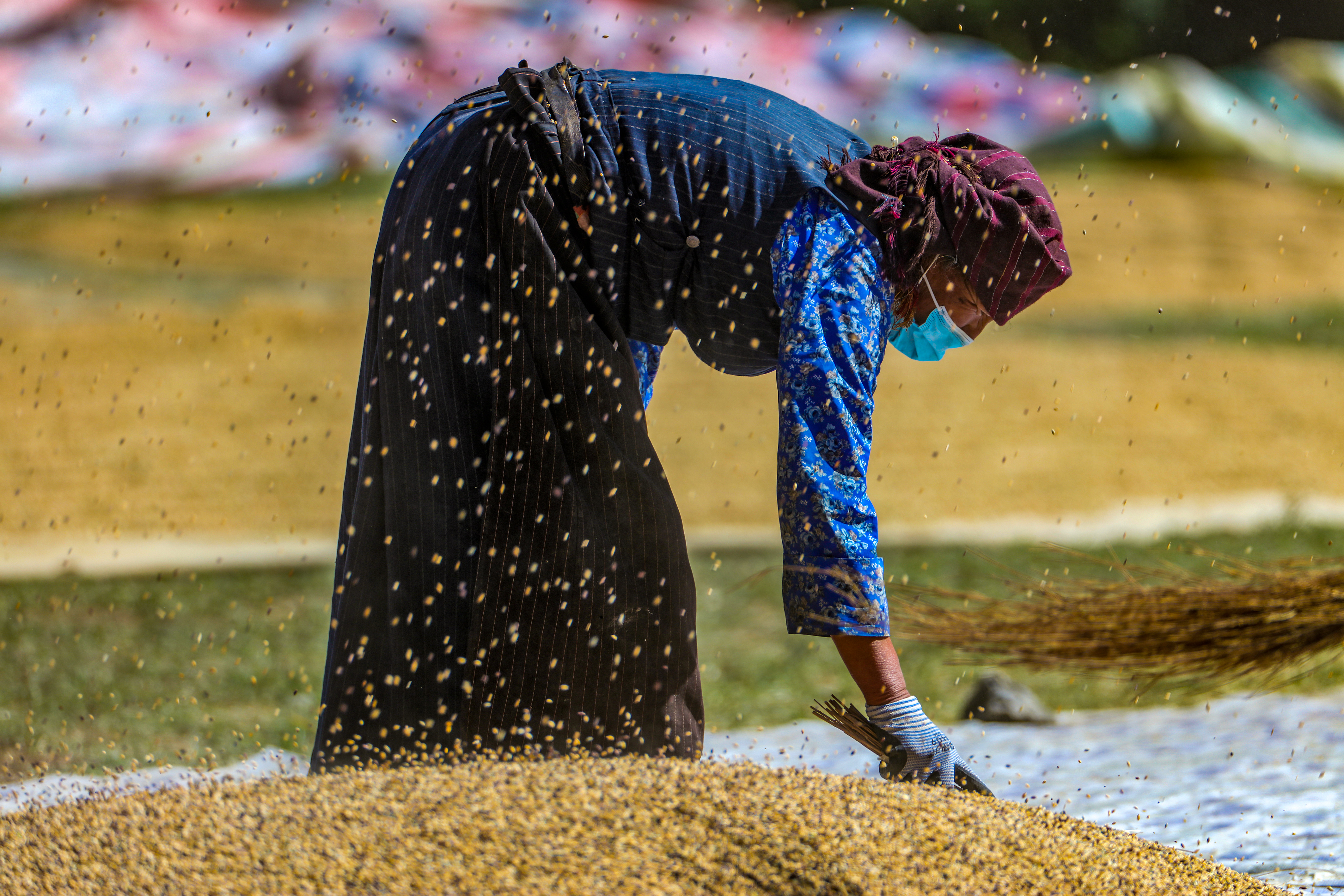 西藏林周:青稞地里丰收忙