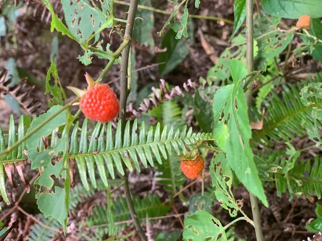 客家老家这些野果熟了!周末你尝鲜了吗?