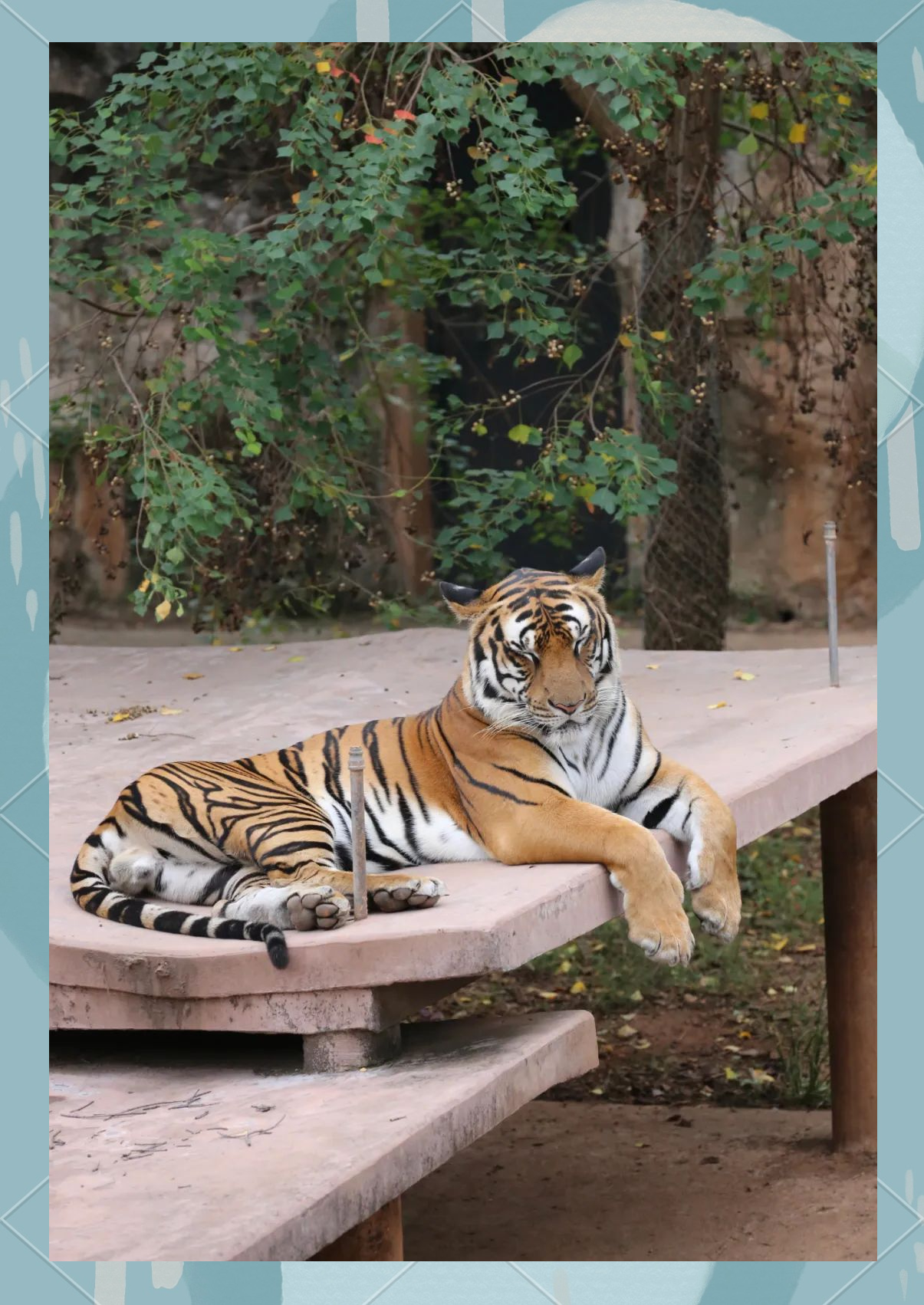 在野外,老虎捕食的成功率并不稳定,因此它们通常难以获得充足的食物