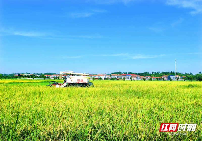 组图|岳阳经开区:稻浪香百里"丰"景美如画