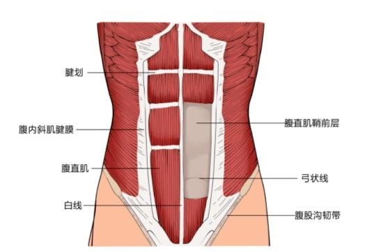 小南话科普 缝好腹直肌之后肚子就不会松了吗?