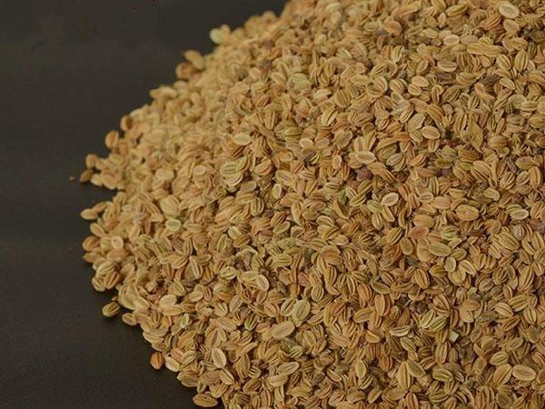 以草养虫,以虫治虫!蛇床草种到麦田里,济南这地做法挺新鲜