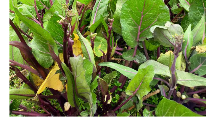 红菜苔生长周期多少天
