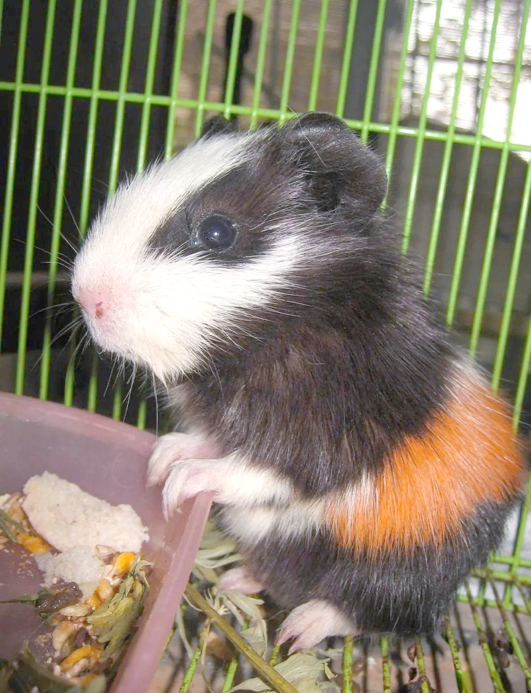 荷兰猪宠物养殖全攻略