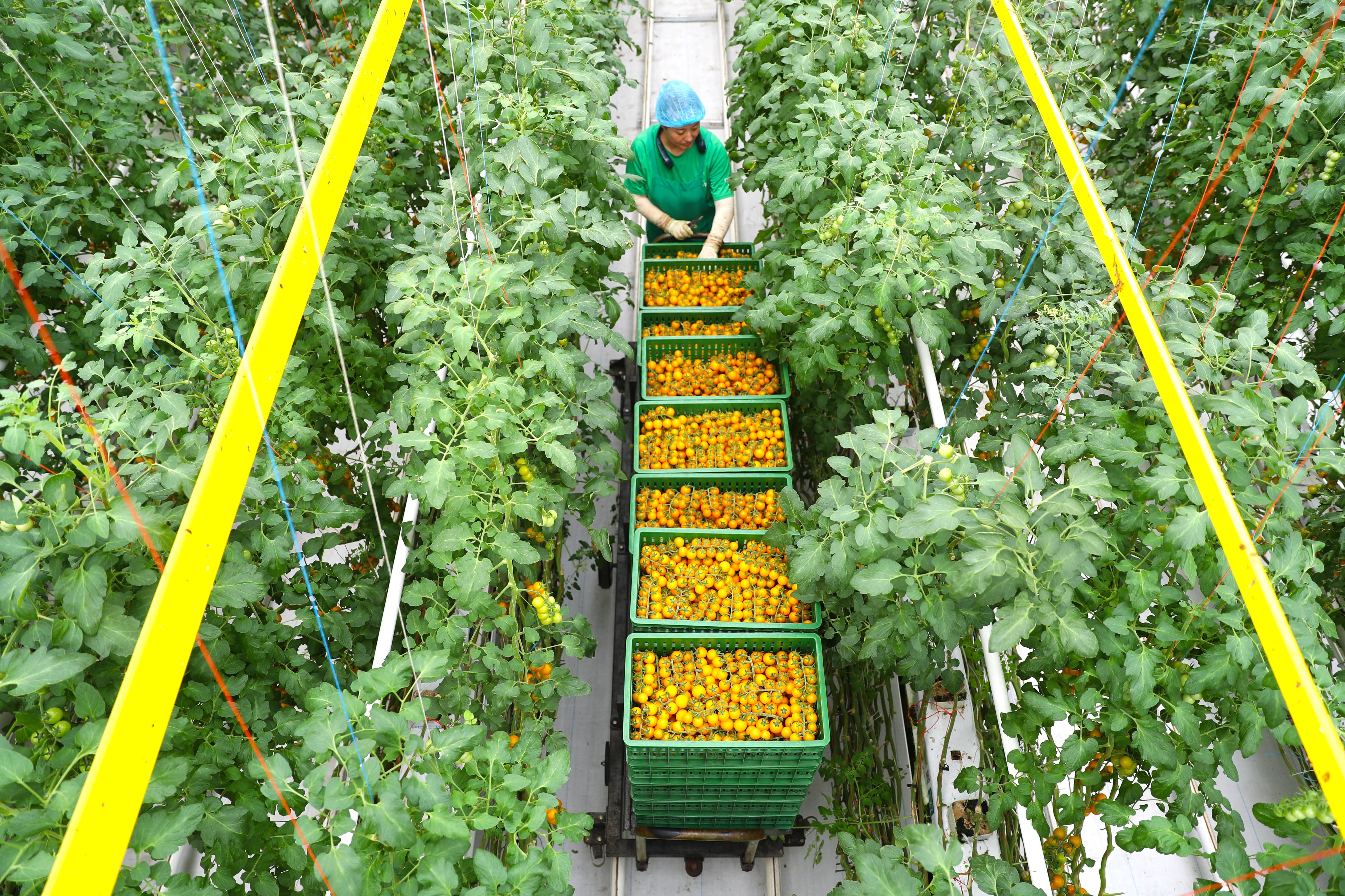智慧赋能!青岛莱西现代设施农业满满"科技范"