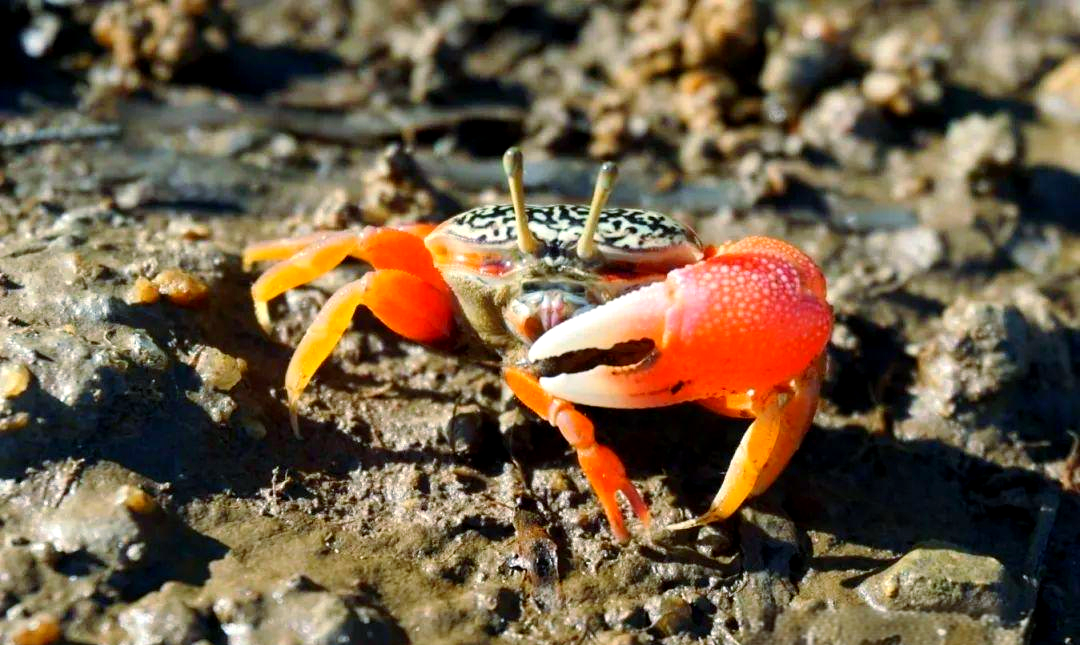 海滩上的美食探索:招潮蟹能否成为你的盘中餐?