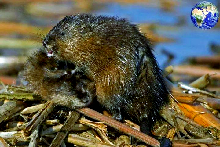 南美洲惊现巨大"水老鼠",体重可达三十斤,擅长游泳与潜水