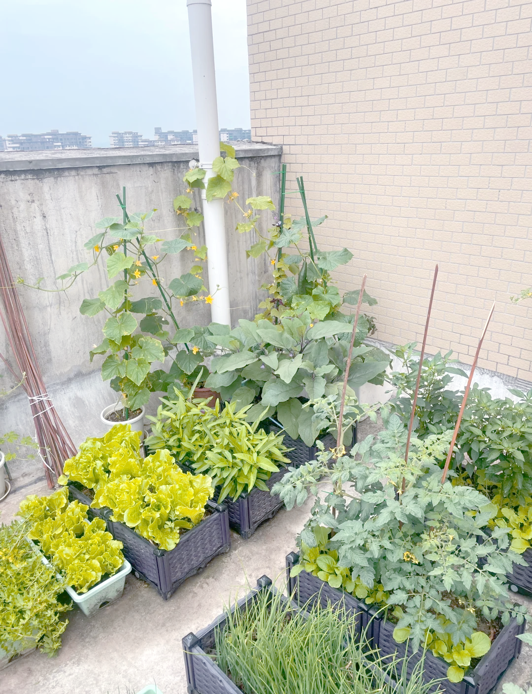 都市喧嚣中的宁静绿洲:露台菜园的魅力