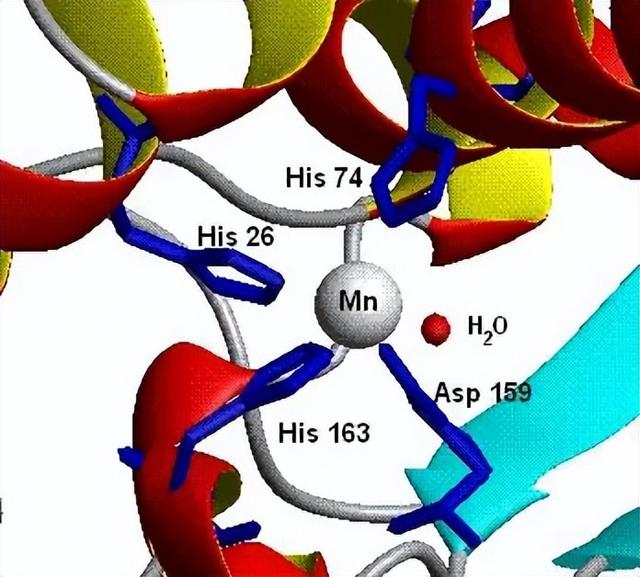 超氧化物歧化酶结构图图片