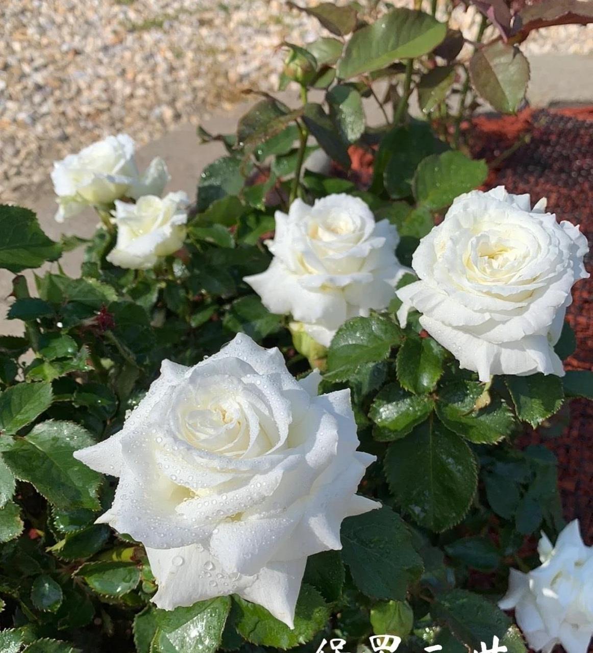 一款近乎"完美"的月季花——保罗二世,灌木,株高1米左右,庭院地栽,阳