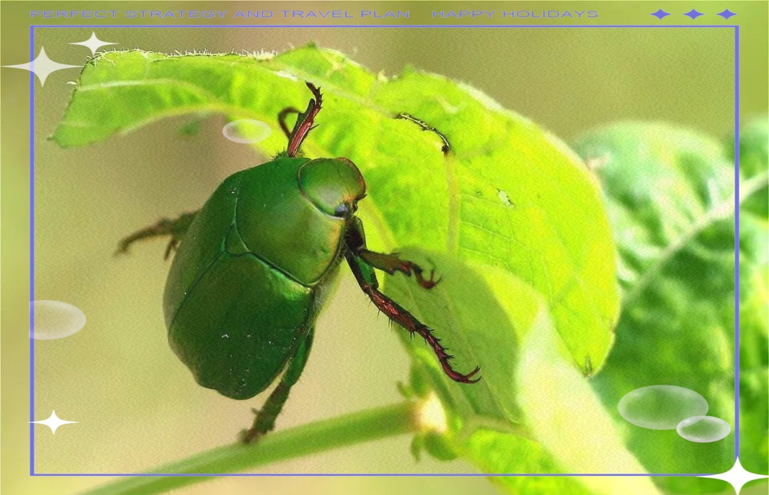 花金龟:害虫中的"宠儿",色彩鲜艳受昆虫爱好者追捧