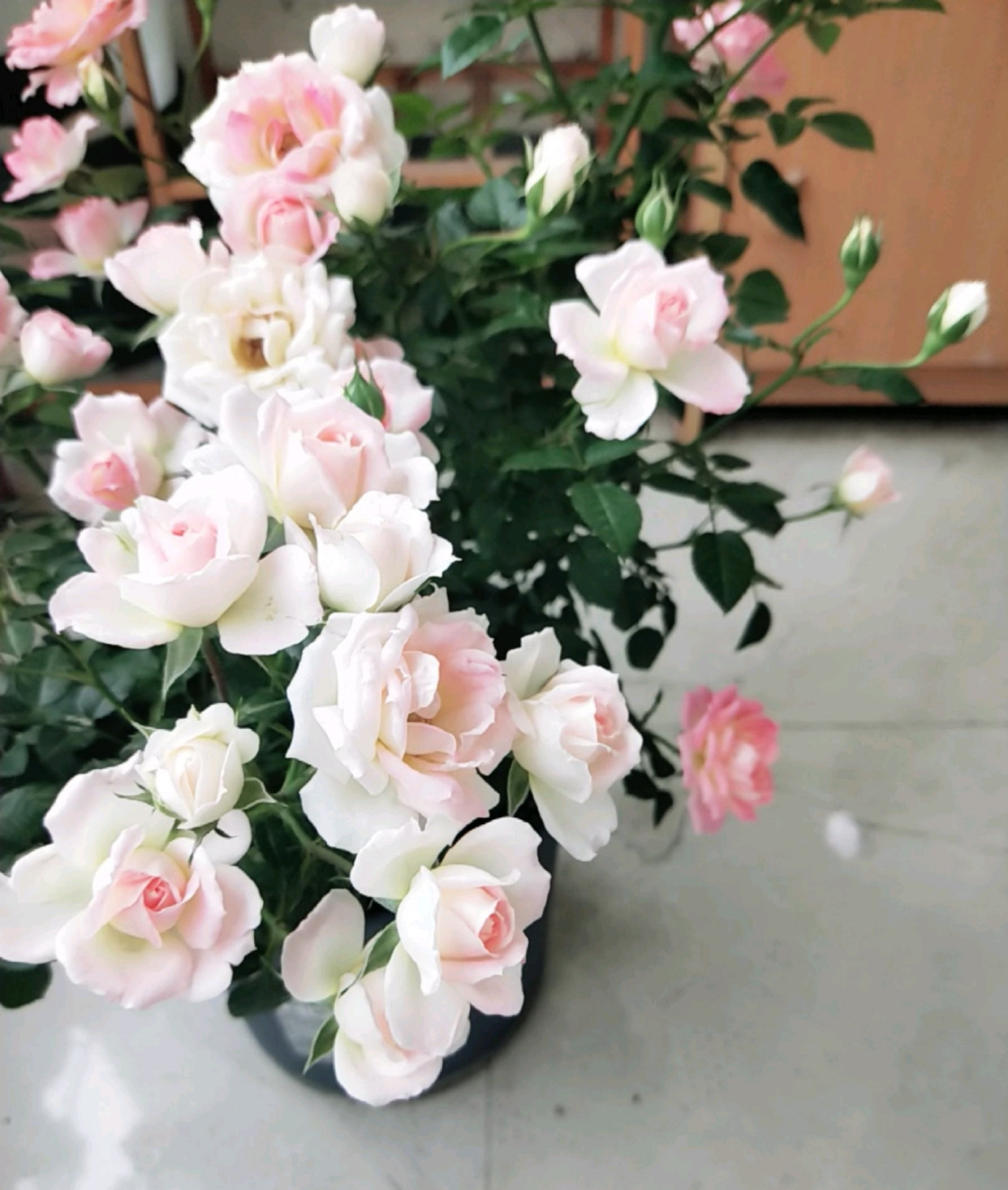 这种植物名字叫作"白桃妖精"(white peach ovation),是一款微型月季花