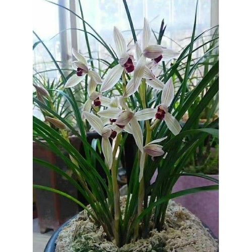 八大名贵兰花品种 名贵兰花