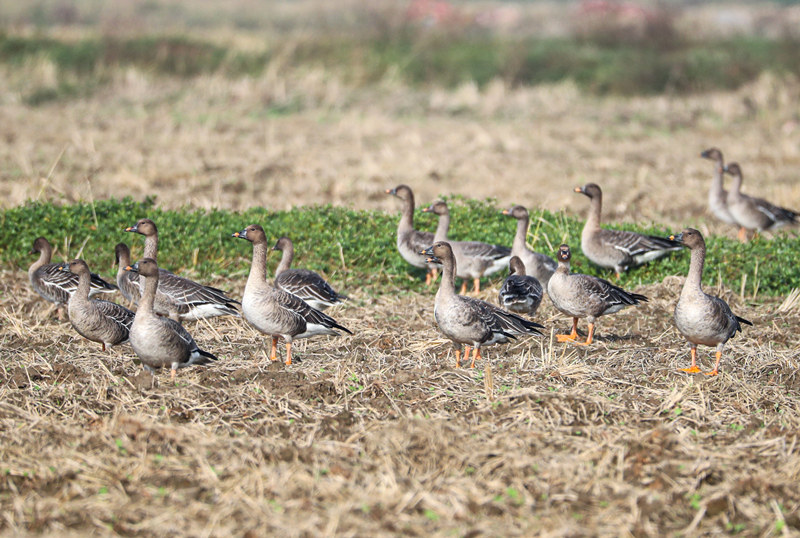新春走基层|岳阳东古湖:百鸟啾啾闹新春