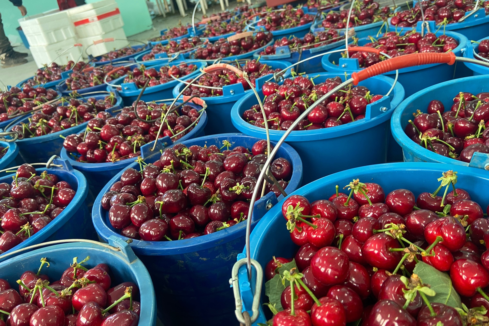 大连瓦房店得利寺大樱桃获全国大奖